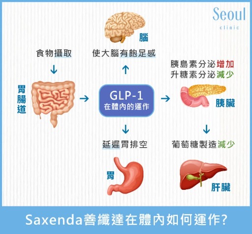 Saxenda善纖達(瘦瘦筆)_體內機轉_首爾醫美