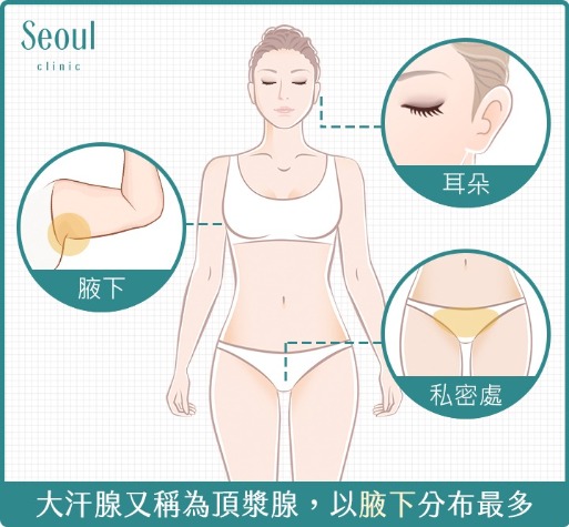 狐臭-大汗腺又稱為頂漿腺-首爾醫美